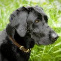 black lab