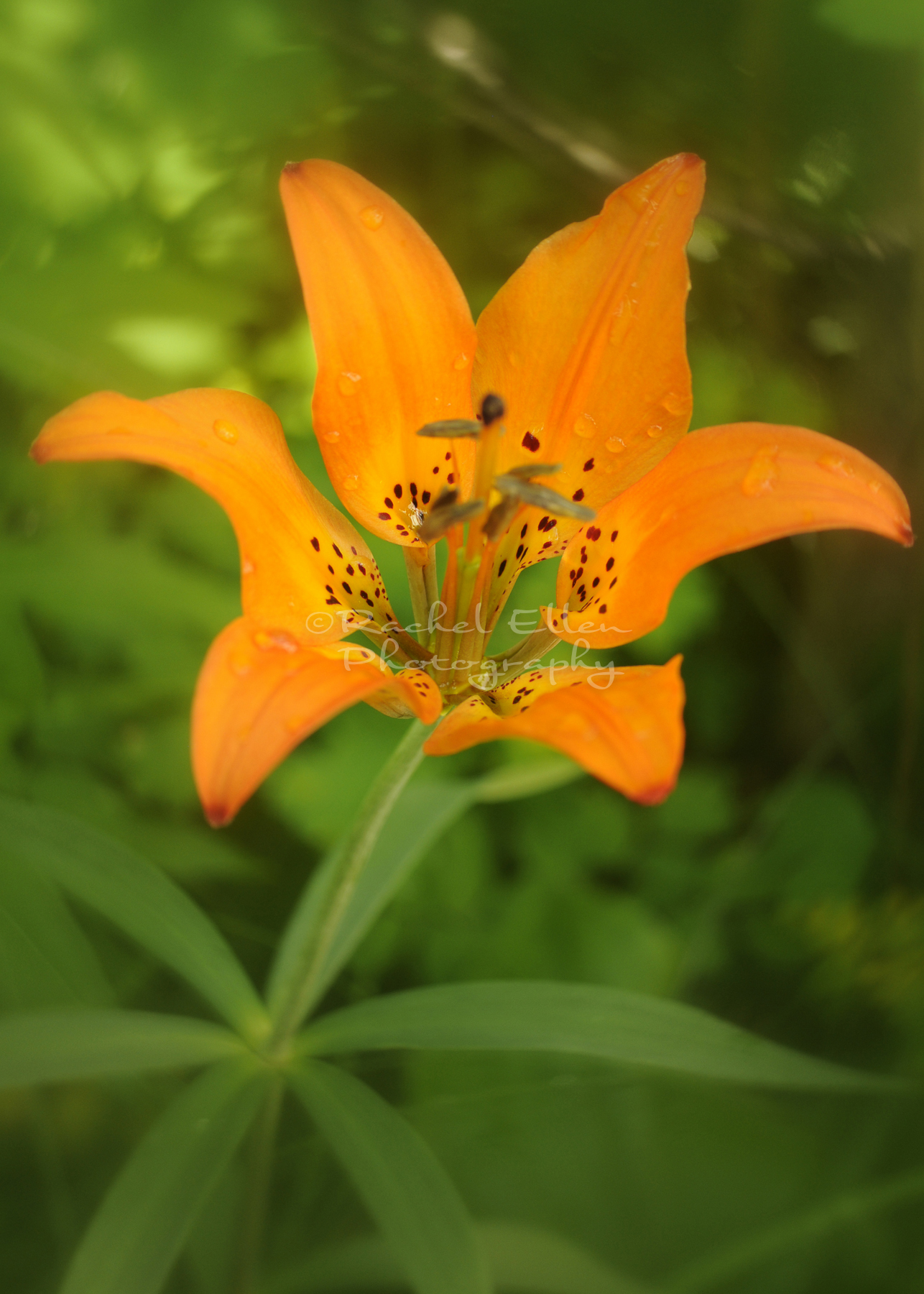 wood lily wildflowers