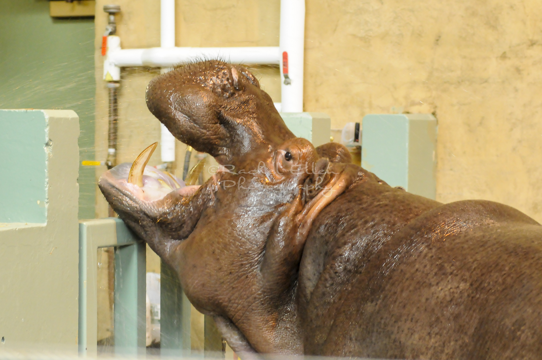 Hippo at the Calgary Zoo