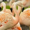 Flamingos at the Calgary Zoo