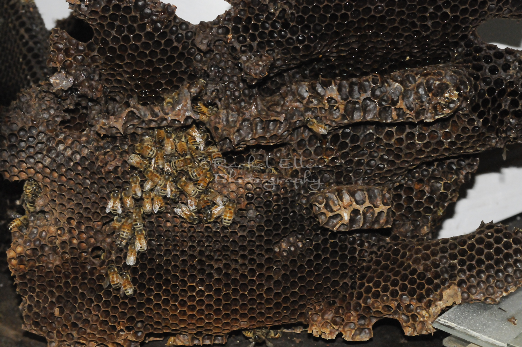 bees on brood comb