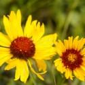 Blanketflower wildflowers