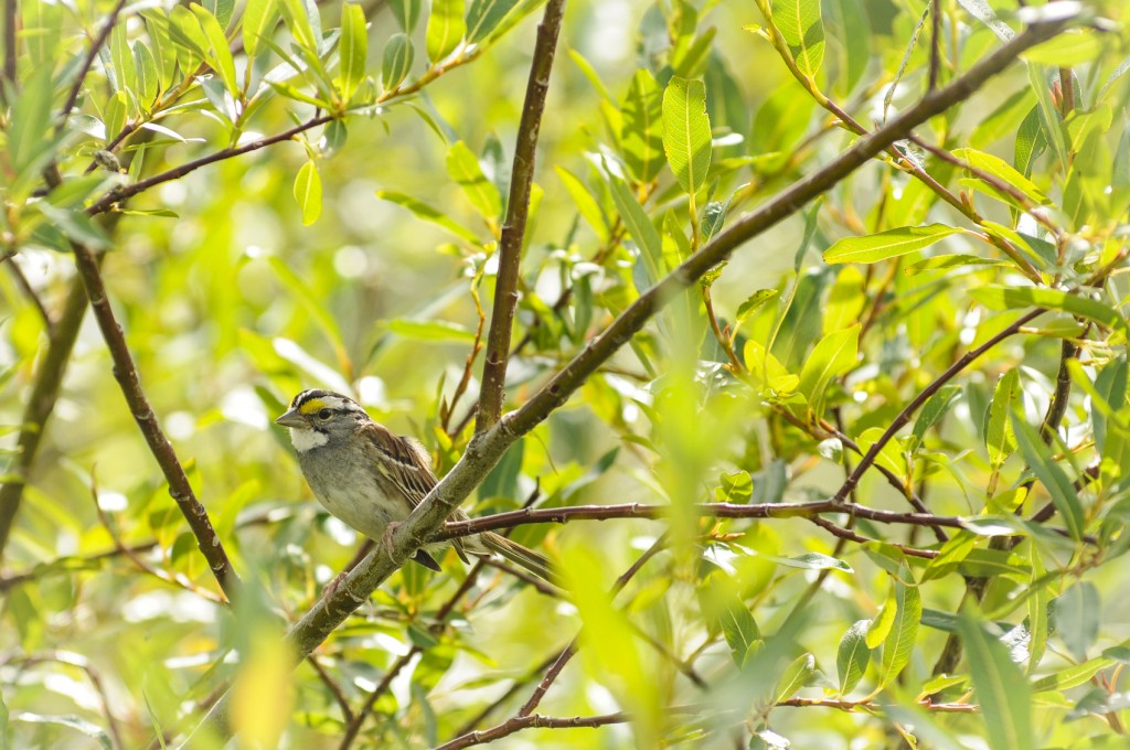 bird at Brazea