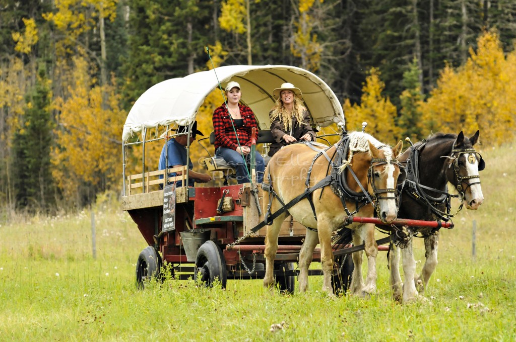 Horse drawn wagon from Indus, AB