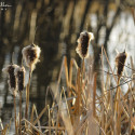 wetlands in spring