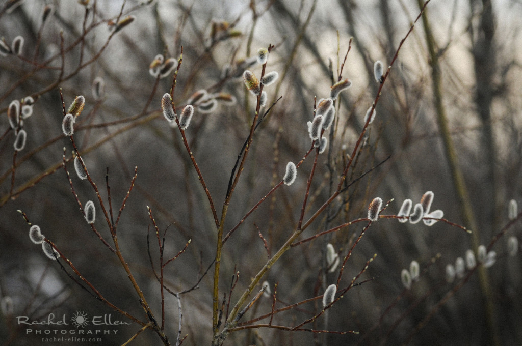 pussy willows in spring