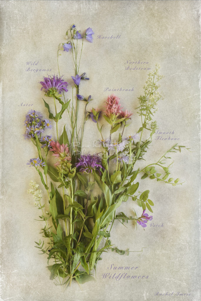 Purple Wildflower Botanicals