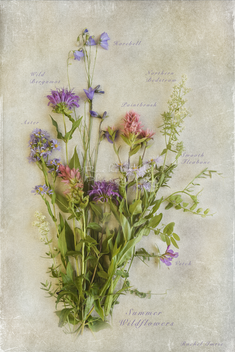 botanical swag wild flowerA botanical swag wild flowerA
