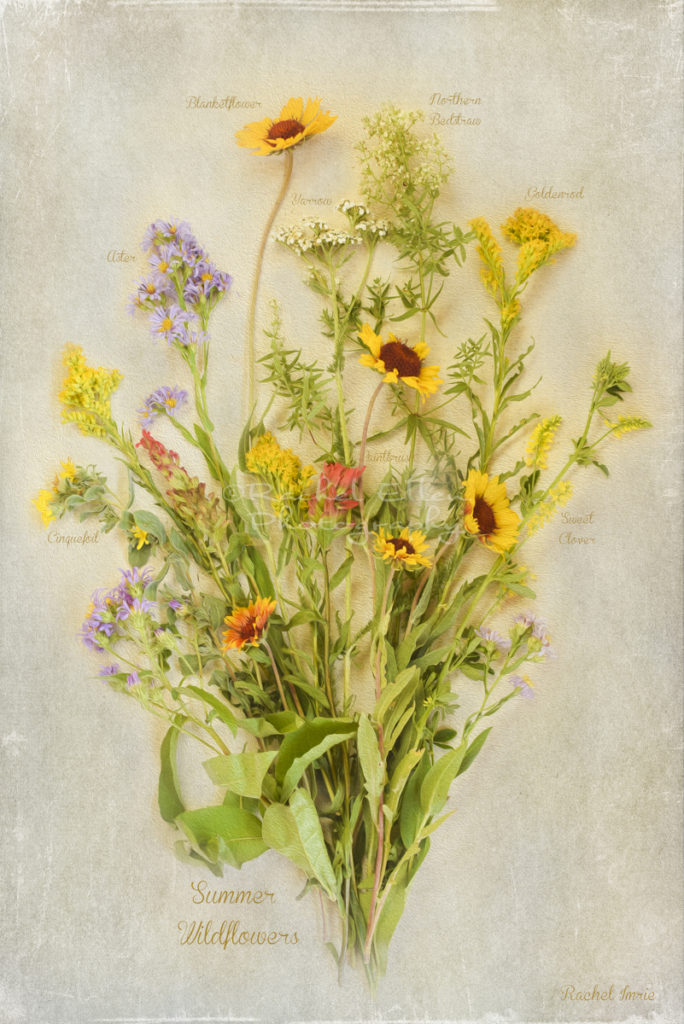 Vintage Wildflower Botanical Print