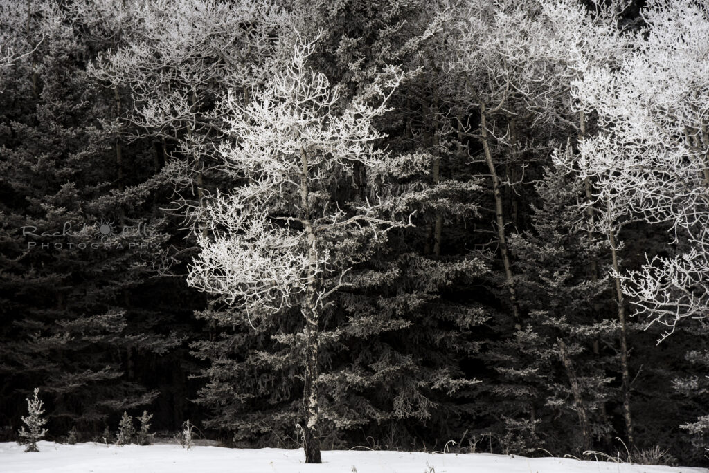 Frosty Trees