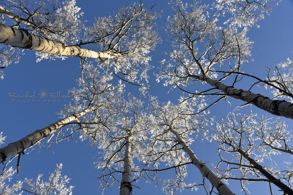 Frosty poplars