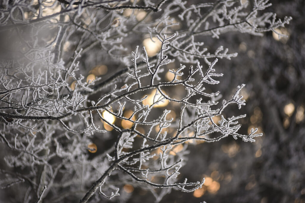 Frosty trees