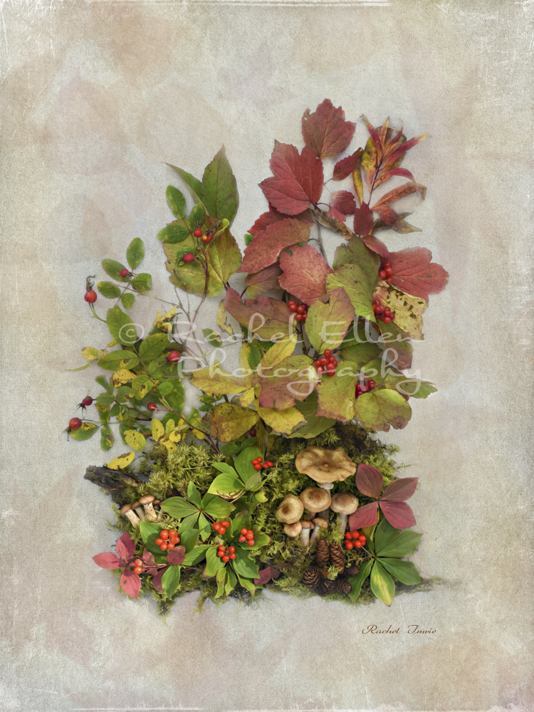 Fall inspired botanical art